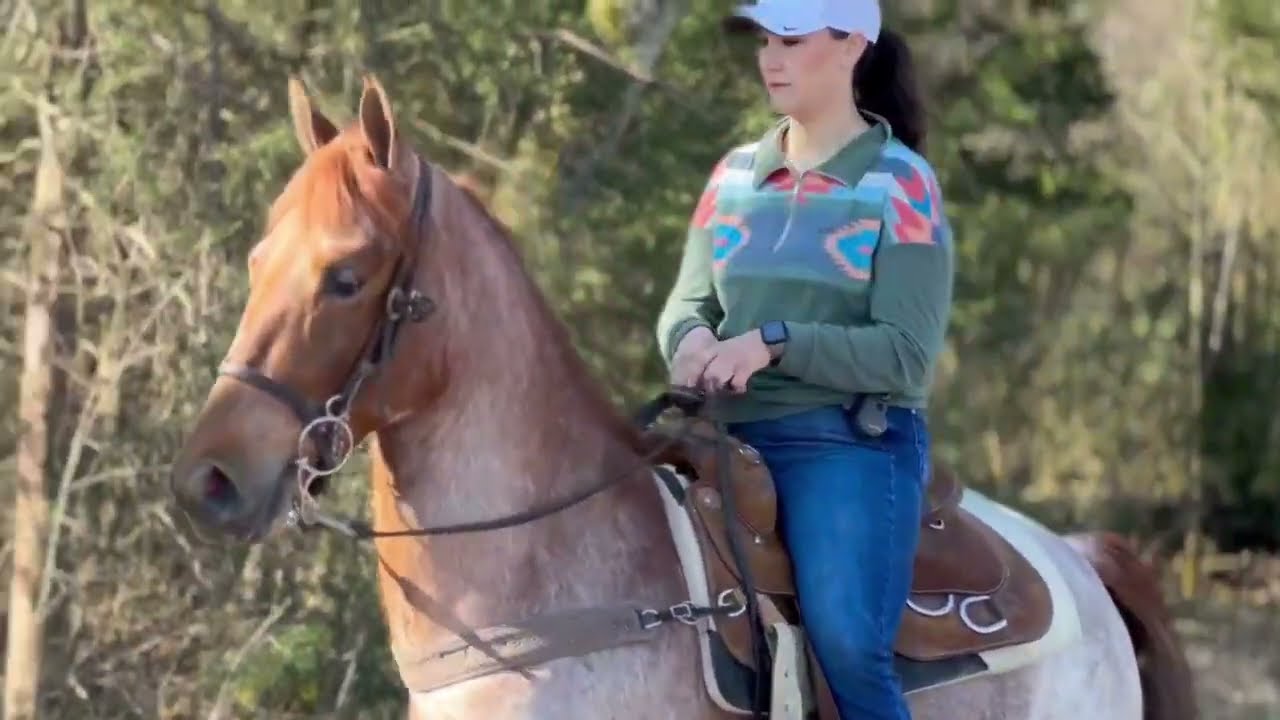 BEAUTIFUL WALKING HORSE GELDING