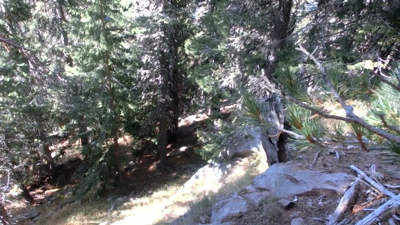 Passione segugio - Caccia alla Lepre Bianca con Ginko - Tell e Zeno