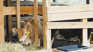 ПОДРАСТАЮЩИЙ МОЛОДНЯК:ТЕЛЯТА,ПОРОСЯТА,КРОЛИКИ,ЦЫПЛЯТА."РАЗБОГАТЕЛИ"НА НАВОЗЕ...ПОЧТИ КУПИЛИ ТРАКТОР! ПОДРАСТАЮЩИЙ МОЛОДНЯК:ТЕЛЯТА,ПОРОСЯТА,КРОЛИКИ,ЦЫПЛЯТА."РАЗБОГАТЕЛИ"НА НАВОЗЕ...ПОЧТИ КУПИЛИ ТРАКТОР!