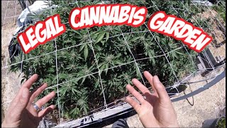 Light Deprivation Home Grow