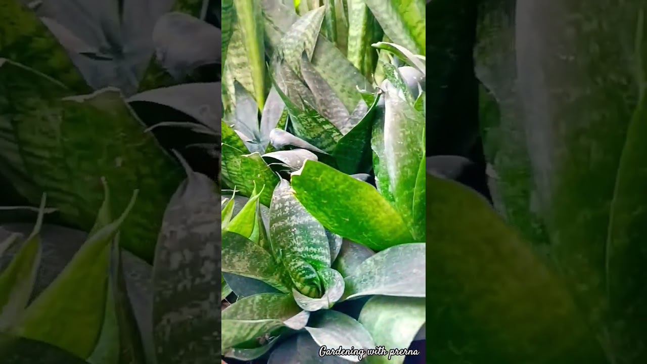 My Snake Plant collection🌱 
