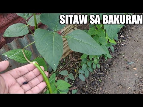 Video: Growing Pole Beans - Paano Magtanim ng Pole Beans