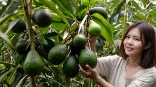 Harvesting Avocado To Sell At The Market - Cooking Avocado Smoothie