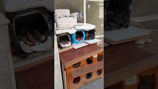 Lütfen Abone Olup Beyeni̇n Bi̇r Nebzede Si̇zi̇nde Katki̇ni̇z Olsun Sokaktaki̇ Canlari̇mi̇za