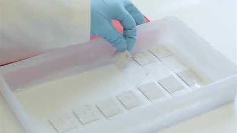 In Situ Hybridization for the Precise Localization of Transcripts in Plants1   Mp4 Video  0