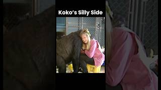 Much of project Koko’s research was conducted naturally through Penny and Koko’s play interactions