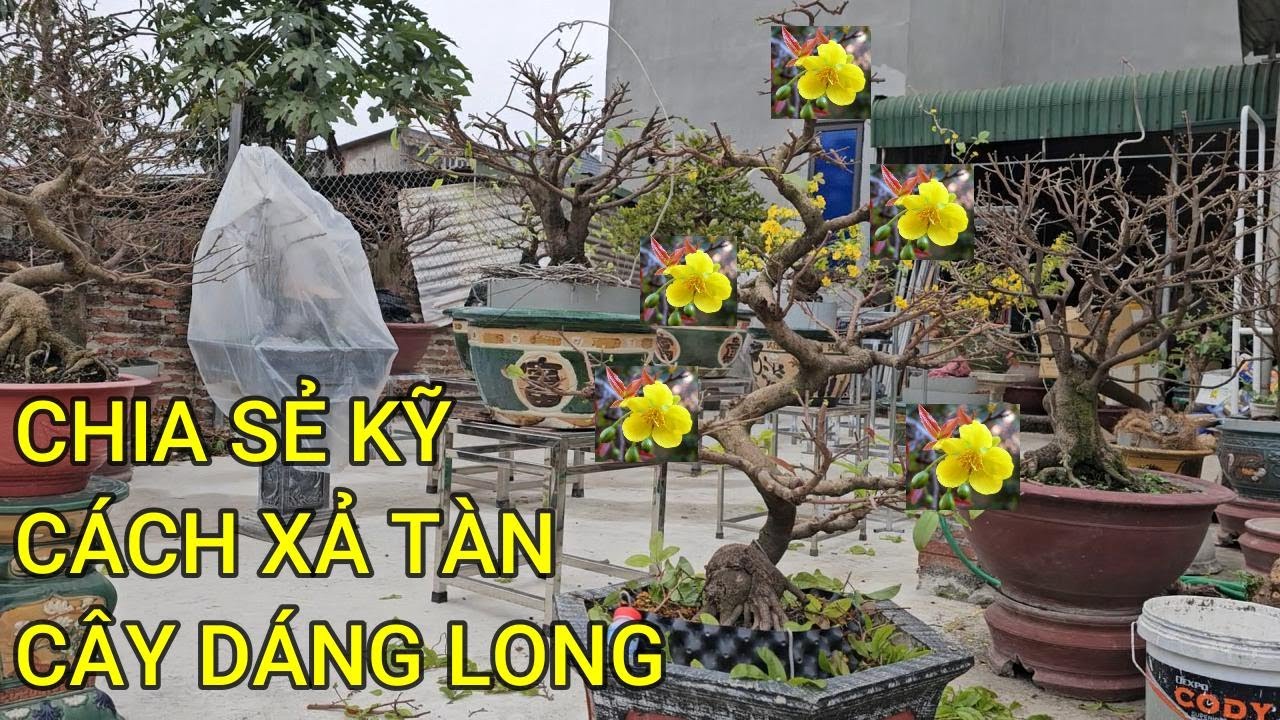 🔴 QBS24547 - HƯỚNG DẪN XẢ TÀN CHO CÂY MAI DÁNG LONG BÌNH ĐỊNH | THỜI ĐIỂM XẢ TÀN CHO CÂY MAI VÀNG