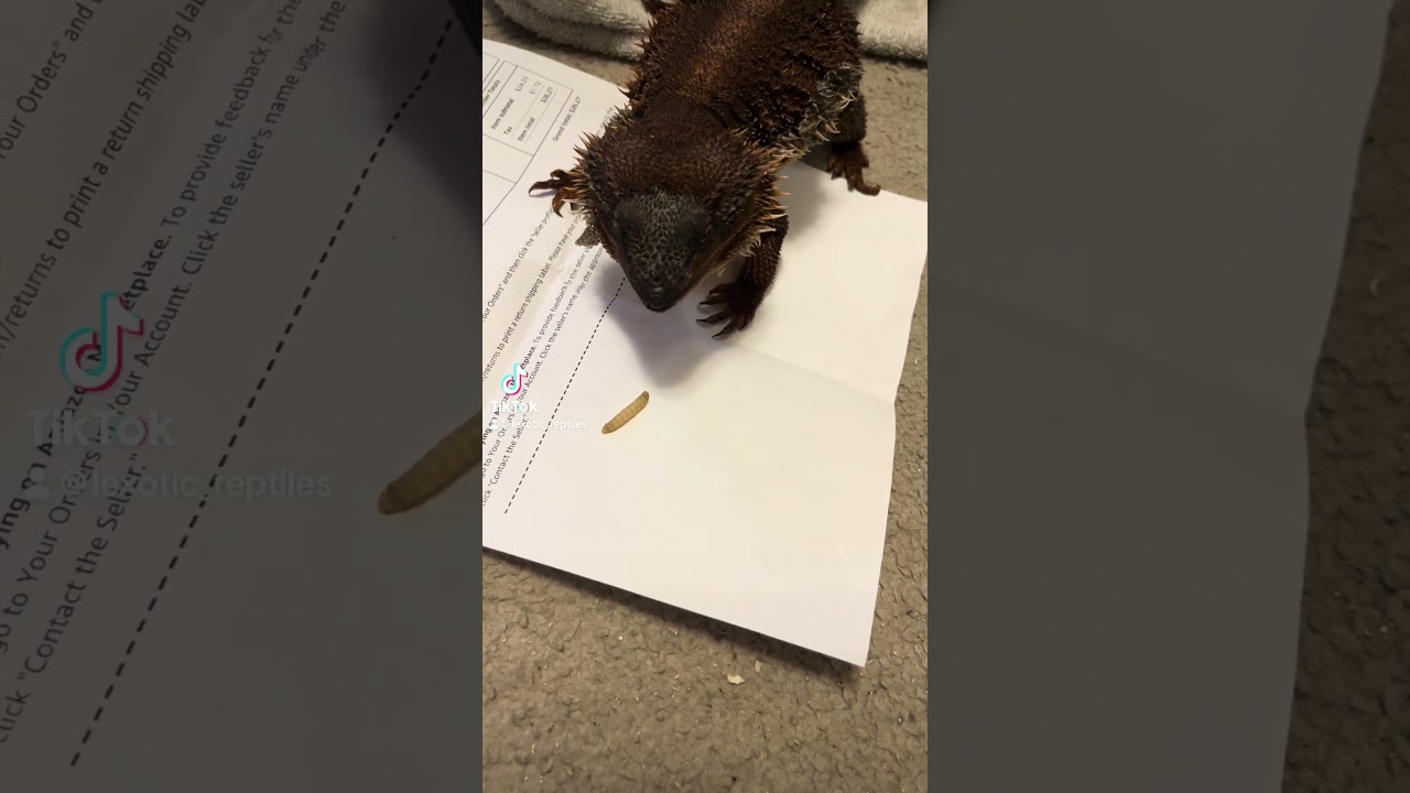 Dragon with the Munchies: Red Monster Bearde Dragon