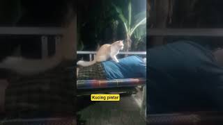 kucing pintar #kabarindonesiaterkini #quotes #automobile #jalanyangjauhjanganlupapulang