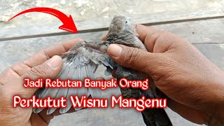 Perkutut Wisnu Mangenu || Perkutut Yang Banyak Dicari Para Kolektor