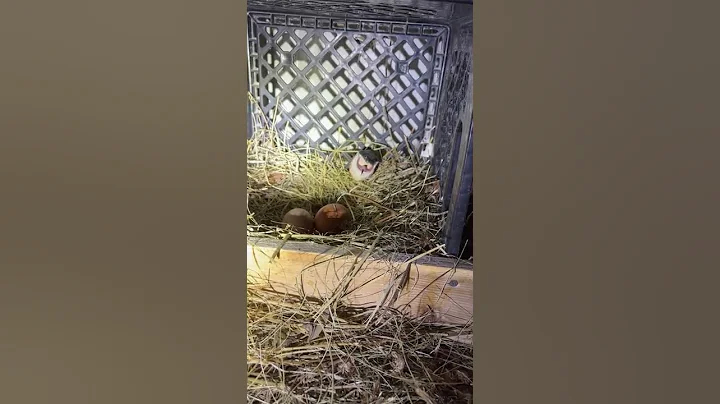 Snake Spits Out Egg || ViralHog