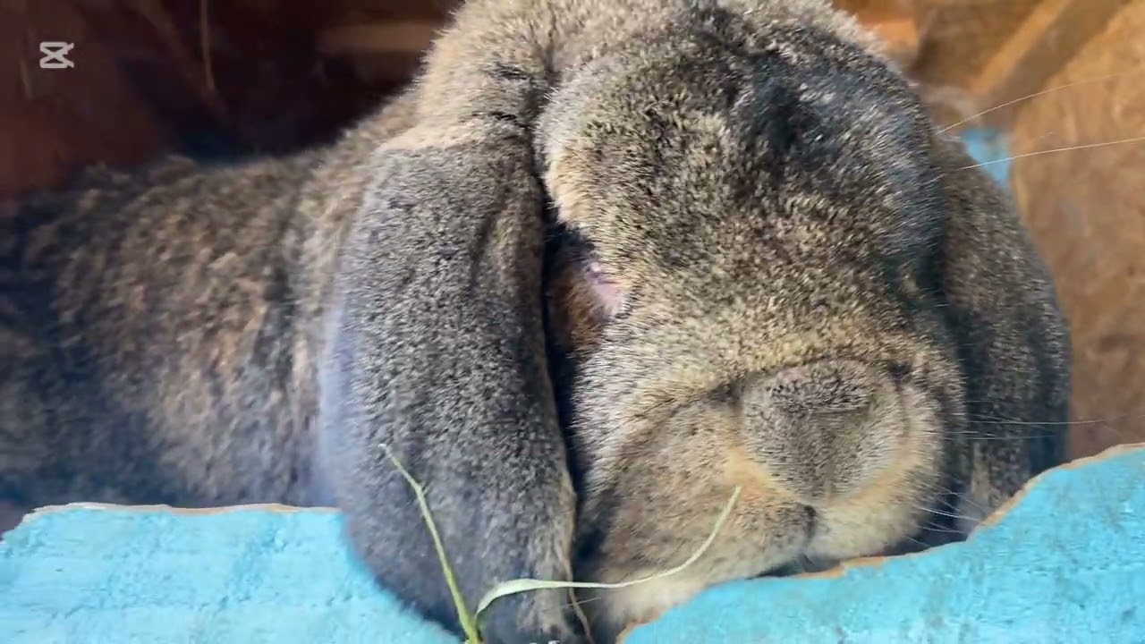 🇷🇴Vizita la Campionul National Berbec Alb ( Iepuri Sorin Marian ) 🇷🇴