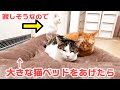 ひとりで寂しそうにしている猫に大きな猫ベッドをプレゼントした結果