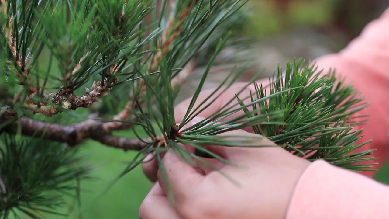 Japanese Black Pine Bonsai Decandle and Shoot Selection: 1 Full year process.