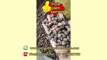 Palm kernel cracker and shell separator machine running video