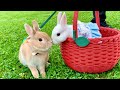#68② 【♂うさぎ】2匹で仲良く散歩！広い高原を元気に跳ねる！♂ Rabbits take a walk together! Bounce the wide field energetically!