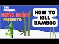 How to Kill Bamboo New Method #1  @WikiHow8