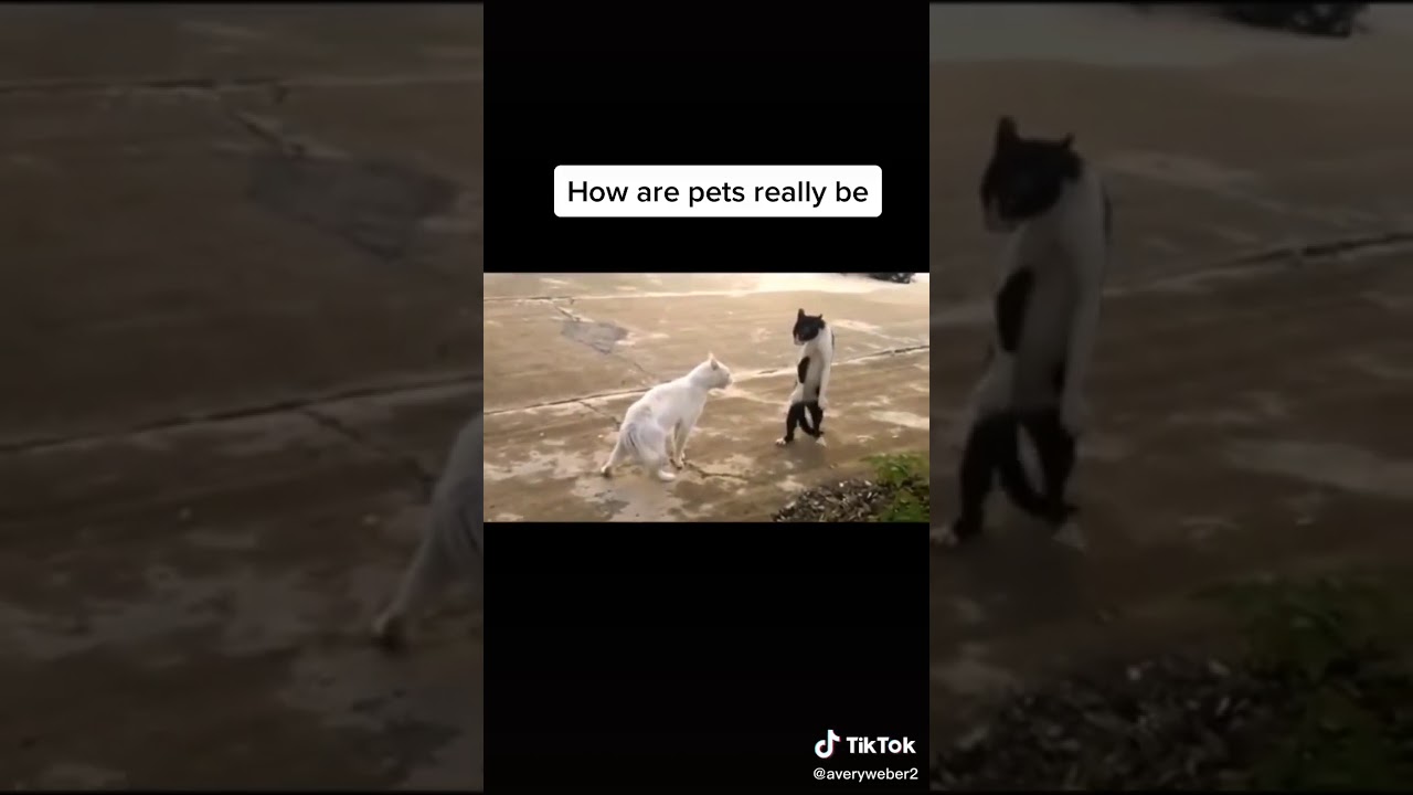 Funny pets - YouTube