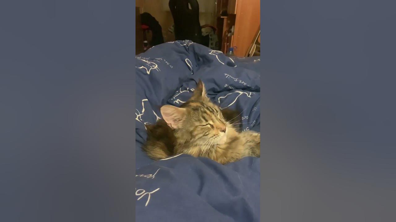 Кошка под героином - YouTube