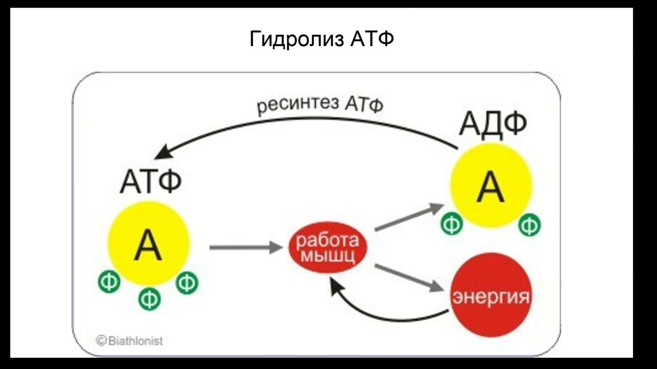 Механизм ресинтеза атф. Схема ресинтеза АТФ. Биоэнергетика ресинтез АТФ. Аэробный путь ресинтеза АТФ схема. Биохимия мышечного сокращения пути ресинтеза АТФ.