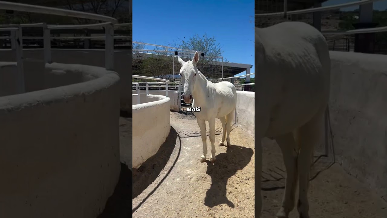 Ce cheval a trouvé la faille de cette machine