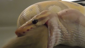 Live feeding banana hypo ball python part 2