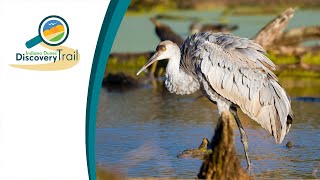 Great Marsh Trail | Discovery Trail | Indiana Dunes