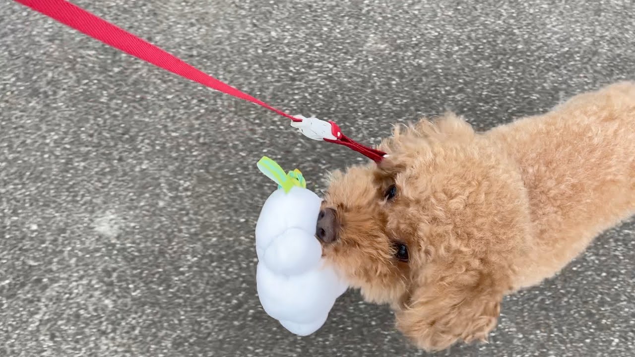 貰ったおもちゃを散歩中でも離さないトイプードルwwwwww トイプードル Youtube 貰ったおもちゃを散歩中でも離さないトイプードルwwwwww トイプードル Youtube