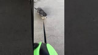 Puppies learning to walk on leash by Victorialis 191 views 3 years ago 4 minutes, 13 seconds