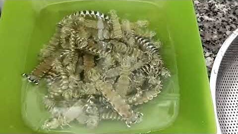 CÂU TÔM TÍT SỮA CÓ GẠCH TẠI BIỂN VŨNG TÀU.