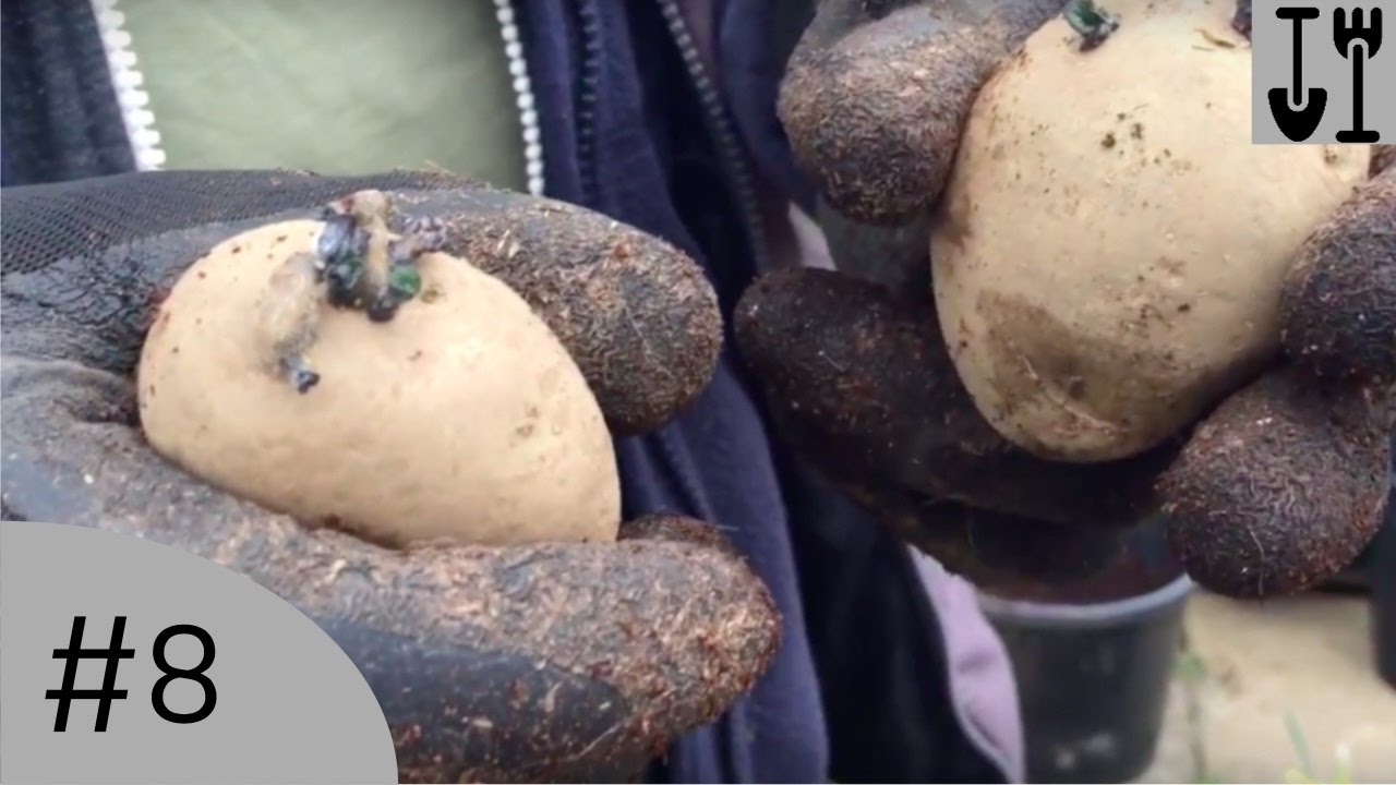 Potting up Rhubarb and Potatoes Nick's Allotment Diary 8 YouTube