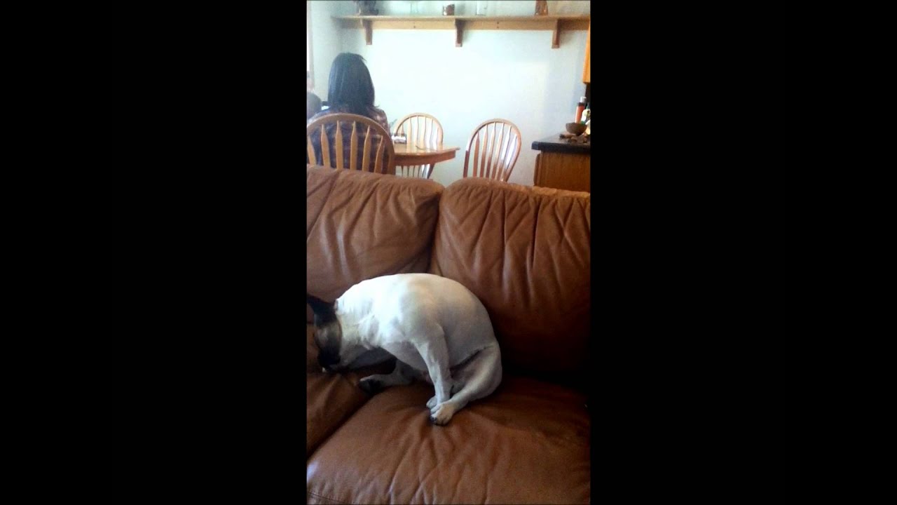 Dog Playing Banjo YouTube