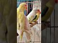 lovebirds beauty❤️#birds #lovebird #lovebirdsfarming
