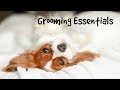 MUST HAVE GROOMING ACCESSORIES FOR DOGS | At Home Care for Eyes, Ears, Fur, Nails
