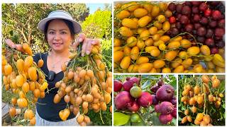 Bumper crop of potted wampi fruit overflowing with harvest, picking ripe, vibrant red guava in th...