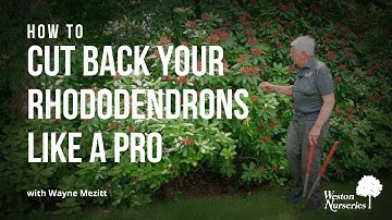 Prune your Rhododendron Like a Pro with "The Rhodie Godfather", Wayne Mezitt of Weston Nurseries