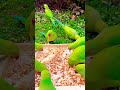 ❤️Thanks for 🦜🦜🦜being part of my wildlife community ❤️#shorts #shortsfeed #youtubeshorts #nature
