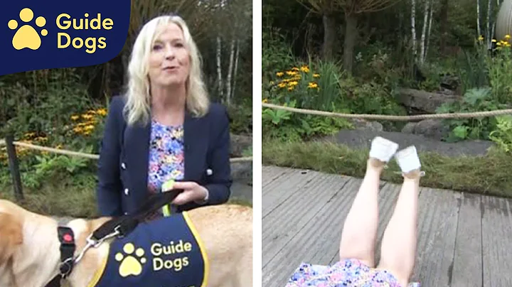 Guide Dog pulls Carol Kirkwood to the Ground at Ch...