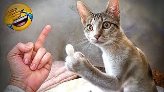 Funniest Cats And Dogs Videos   Best Funny Animal Videos 2024 #6