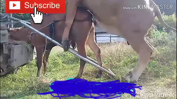 Bull's Cow Beats