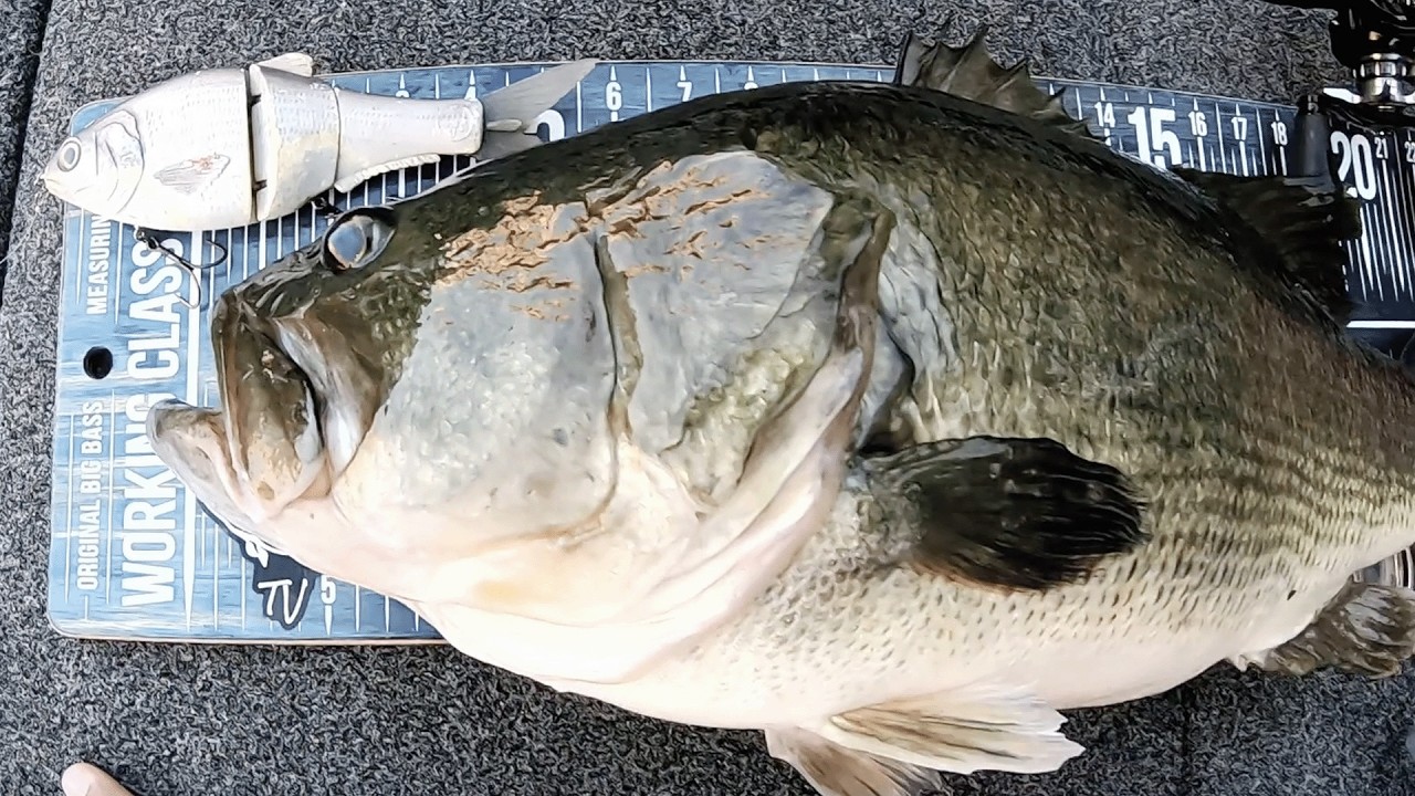 5 BIGGEST Bass of 2025 | BIG Baits ONLY!