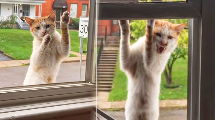 Stray Cat Climbs Up Woman's Window And Demands To Be Adopted