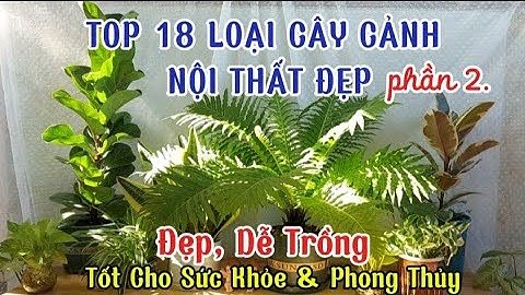 P2. TOP 18 Loại Cây Cảnh Trồng Trong Nhà Đẹp, Dễ Trồng, Tốt Cho Sức Khỏe & Phong Thủy.