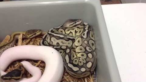 Big Country Constrictors - 2013 Female Ball Python Holdbacks