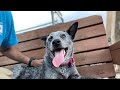 Trixie Cattle Dog - Dog n Kitty City