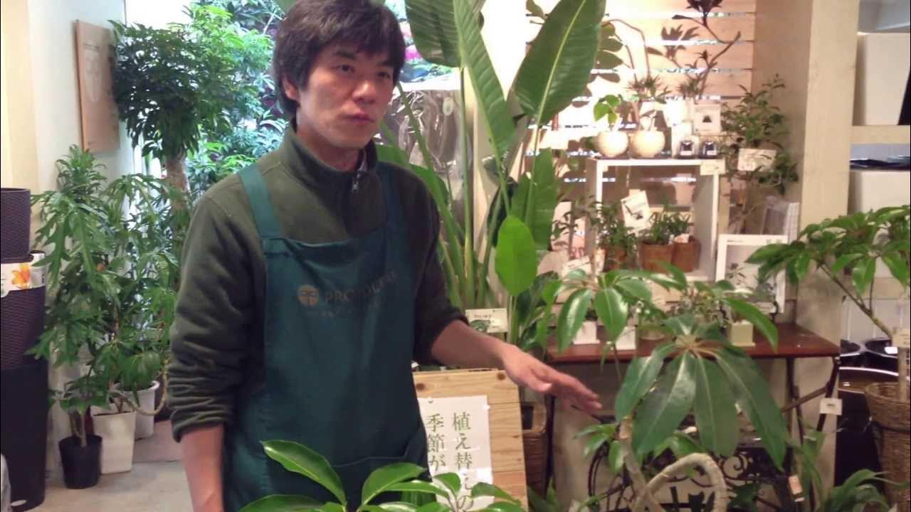 ツピタンサスの育て方 日常管理 Youtube