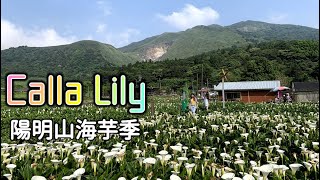[Trip] Calla Lily l Cover桑 -Vlog#43