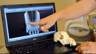 Which way is up? Orienting dental radiographs