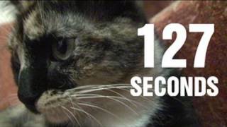 127 Seconds (127 Hours with a Cat)