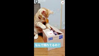 箱の中の「友達」と遊びたい子猫のお誘いがカワいかった♡